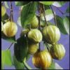  Garcinia Cambogia P.E.